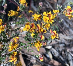 Pultenaea gunnii