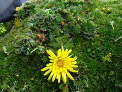 Hypochaeris sessiliflora