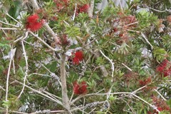 Melaleuca viminalis