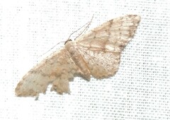 Idaea halmaea