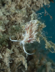 Cratena lineata