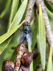 Calliphoridae