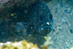 Acanthistius ocellatus