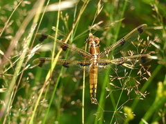 Libellula semifasciata
