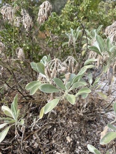 Image of Lupinus aridorum by (c) Brandon Corder, some rights reserved (CC BY)