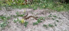 Crotalus durissus