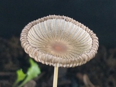 Setulosi