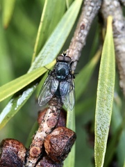 Calliphoridae