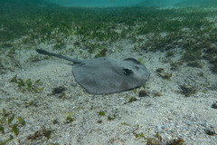 Trygonoptera testacea