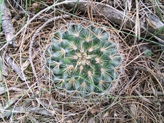 Mammillaria rhodantha