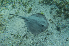 Trygonoptera testacea