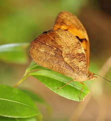 Heteronympha mirifica