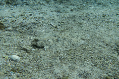 Pseudorhombus jenynsii