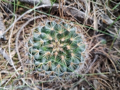 Mammillaria rhodantha