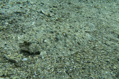 Pseudorhombus jenynsii