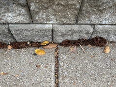 Phylloscypha phyllogena