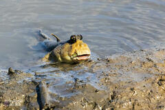 Periophthalmodon schlosseri