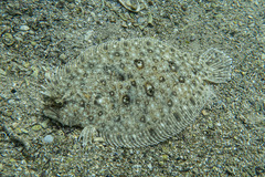 Pseudorhombus jenynsii