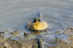 Periophthalmodon schlosseri