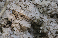 Periophthalmus argentilineatus