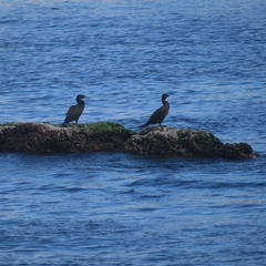 Nannopterum brasilianum