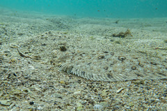 Pseudorhombus jenynsii