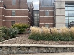 Phylloscypha phyllogena