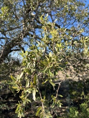 Quercus vaseyana