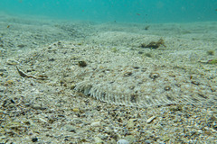 Pseudorhombus jenynsii