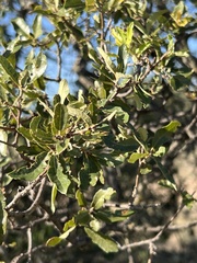 Quercus vaseyana