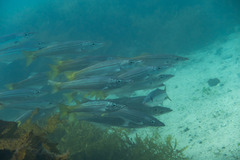 Dinolestes lewini
