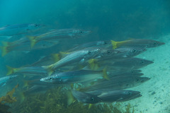 Dinolestes lewini