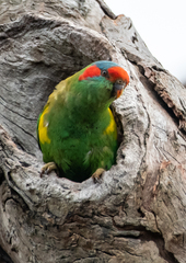 Glossopsitta concinna