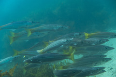 Dinolestes lewini