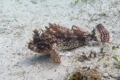 Scorpaena jacksoniensis