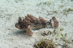 Scorpaena jacksoniensis