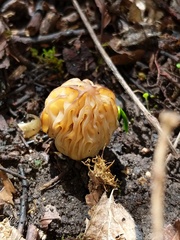 Morchella punctipes