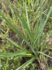 Arthropodium milleflorum
