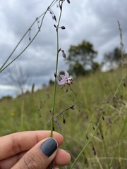 Arthropodium milleflorum