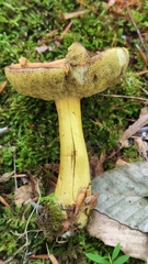 Aureoboletus roxanae