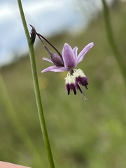 Arthropodium milleflorum