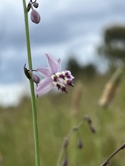 Arthropodium milleflorum