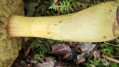 Aureoboletus roxanae