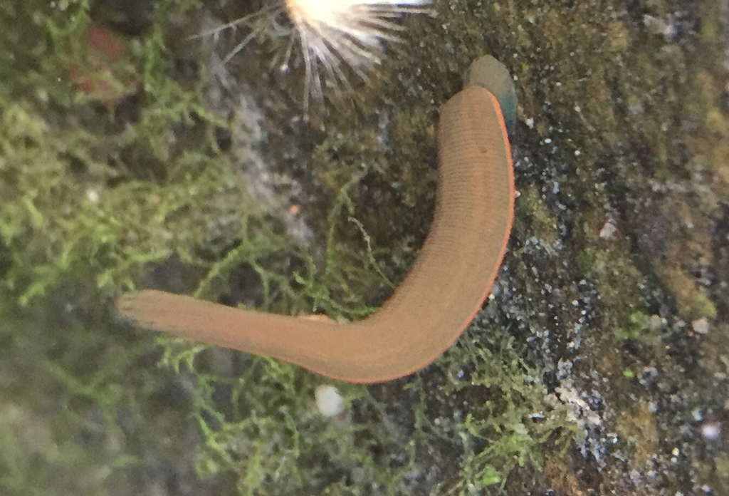 Limnatis nilotica