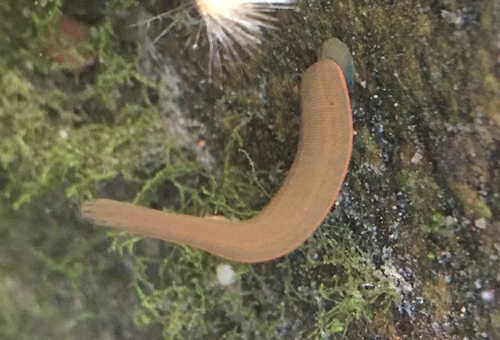 Limnatis nilotica