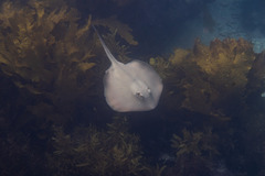 Trygonoptera testacea