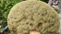Aureoboletus roxanae