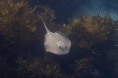 Trygonoptera testacea