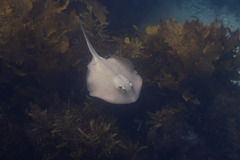 Trygonoptera testacea