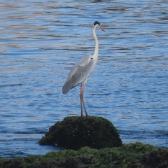Ardea cocoi